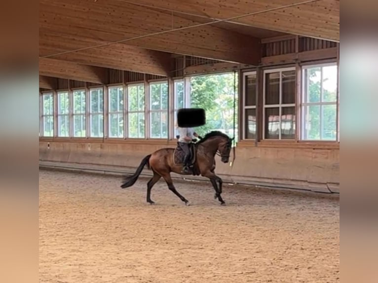 Oldenburg Mare Foal (04/2025) 16,3 hh Brown in Ovelg&#xF6;nne
