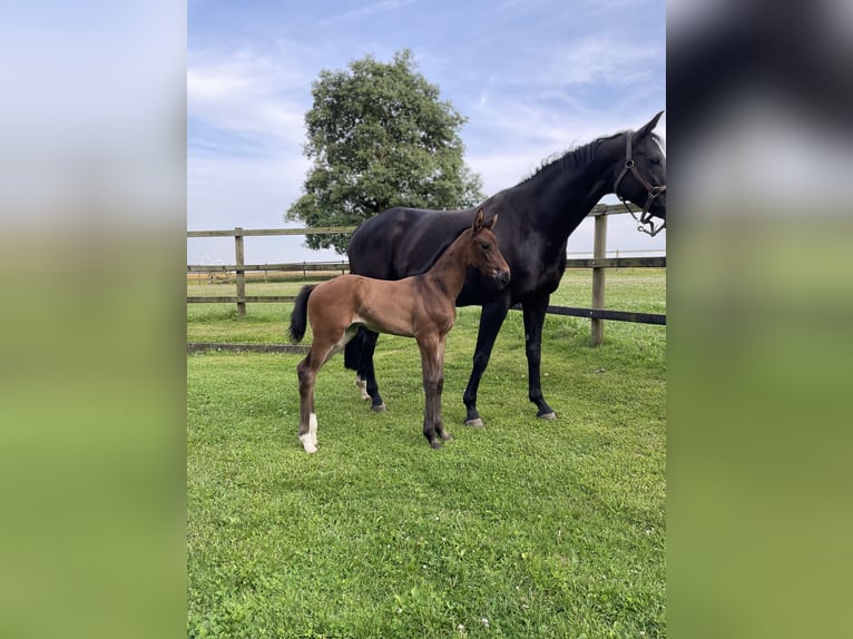 Oldenburg Mare Foal (05/2025) 16,3 hh Brown in Syke