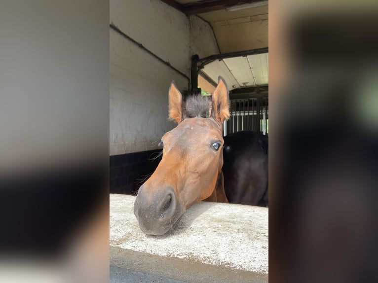 Oldenburg Mare Foal (05/2025) 16,3 hh Brown in Syke