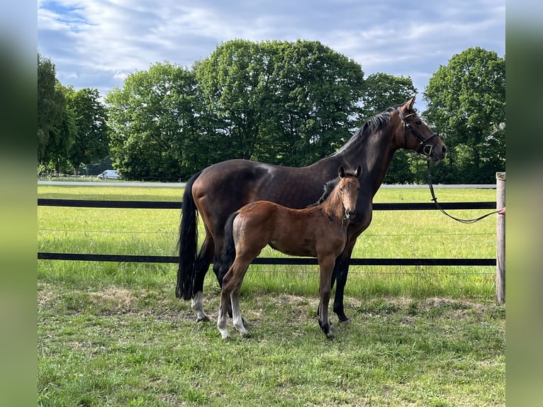 Oldenburg Mare  16,3 hh Can be white in Werlte