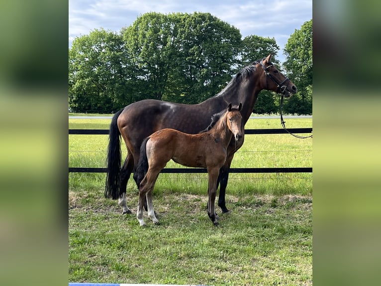 Oldenburg Mare  16,3 hh Can be white in Werlte