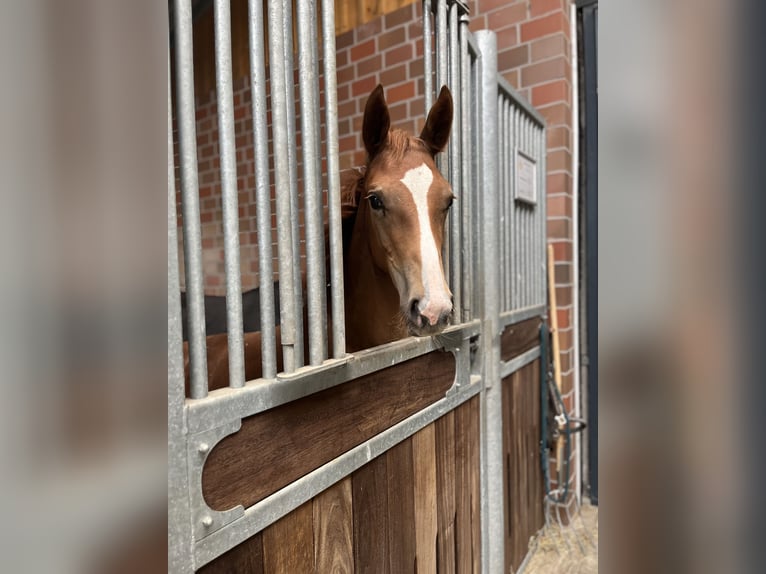 Oldenburg Mare Foal (04/2025) 16,3 hh Chestnut in Blunk