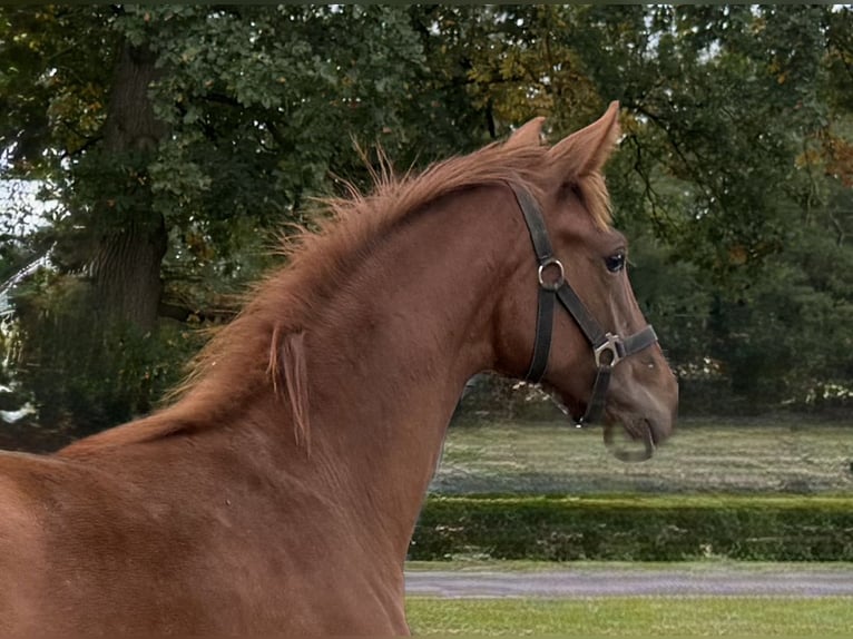 Oldenburg Mare Foal (03/2025) 16,3 hh Chestnut-Red in L&#xF6;ningen