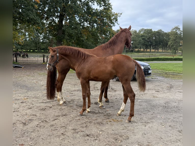 Oldenburg Mare Foal (03/2025) 16,3 hh Chestnut-Red in L&#xF6;ningen