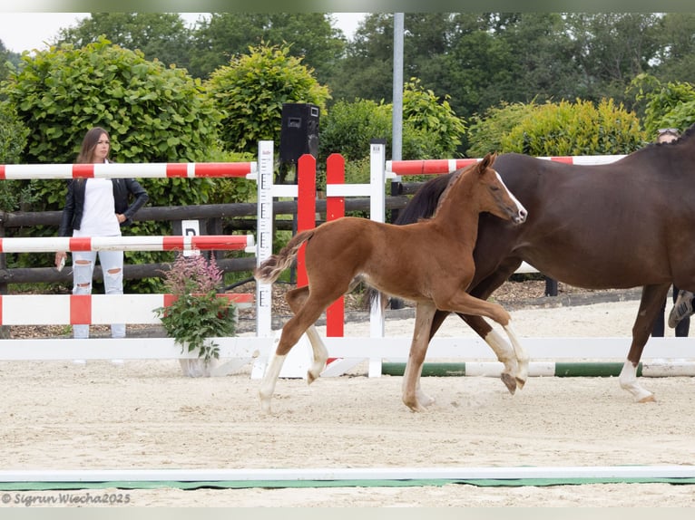 Oldenburg Mare Foal (04/2025) 16,3 hh Chestnut-Red in Hennef