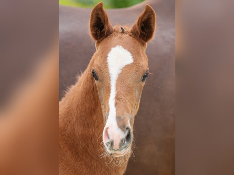 Oldenburg Mare Foal (04/2025) 16,3 hh Chestnut-Red in Hennef