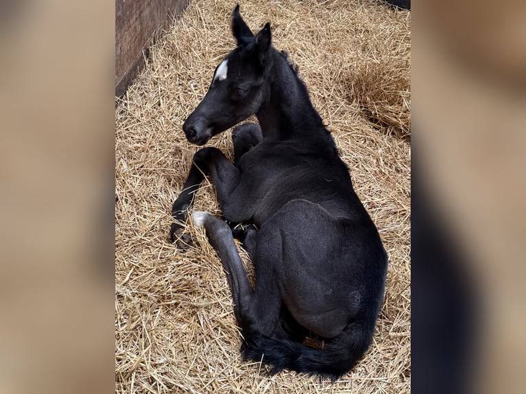 Oldenburg Mare Foal (06/2025) 17 hh Black in Wingst