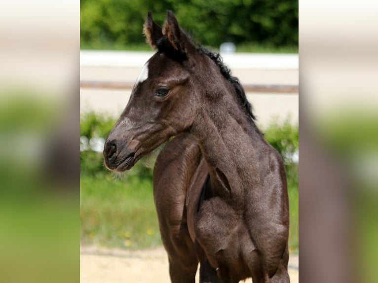 Oldenburg Mare Foal (06/2025) 17 hh Black in Wingst