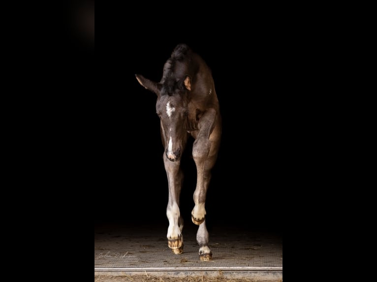 Oldenburg Mare Foal (05/2026) 17 hh Black in Horb am Neckar