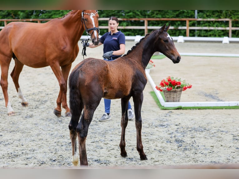 Oldenburg Mare  17 hh Brown in Brockum