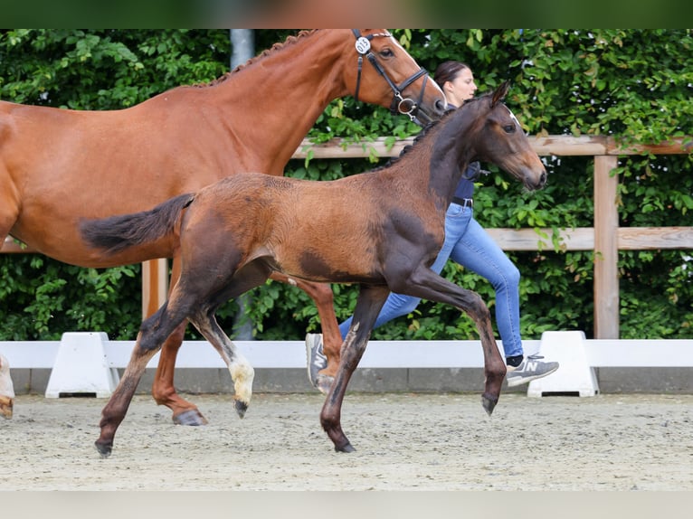 Oldenburg Mare  17 hh Brown in Brockum