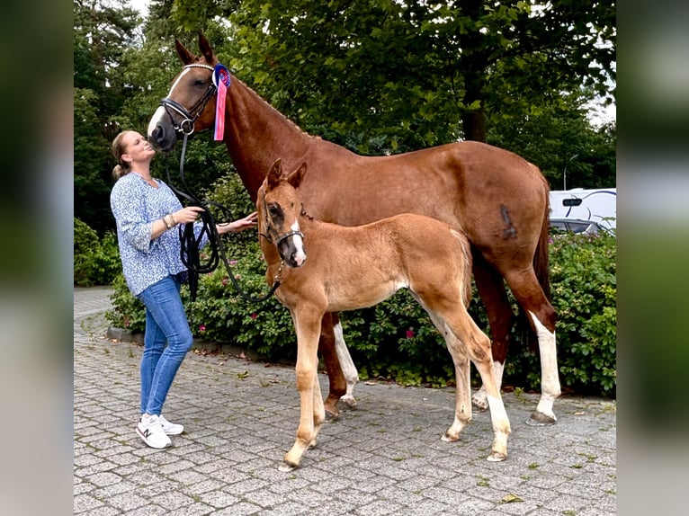 Oldenburg Mare Foal (05/2024) 17 hh Chestnut in Westerkappeln