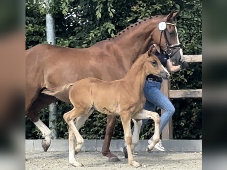 Oldenburg Mare Foal (05/2024) 17 hh Chestnut in Westerkappeln