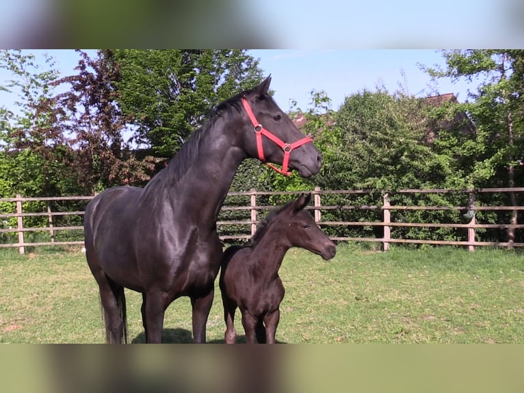 Oldenburg Mare Foal (04/2025) Bay-Dark in Cloppenburg