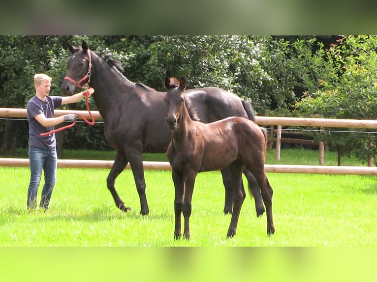 Oldenburg Mare Foal (04/2025) Bay-Dark in Cloppenburg