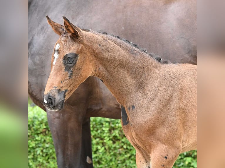 Oldenburg Mare Foal (06/2024) Bay-Dark in Bad Bevensen