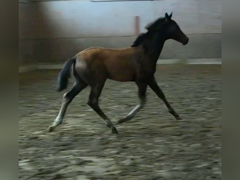Oldenburg Mare Foal (05/2023) Bay-Dark in Bramsche