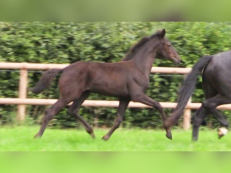Oldenburg Mare Foal (04/2025) Bay-Dark in Cloppenburg