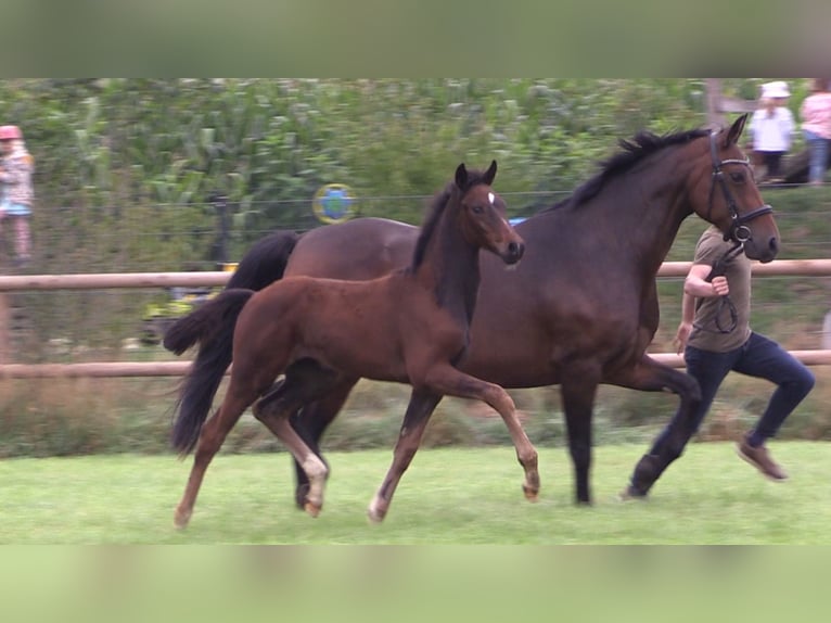 Oldenburg Mare Foal (06/2025) Bay-Dark in Cloppenburg