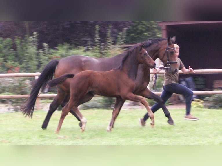 Oldenburg Mare Foal (06/2025) Bay-Dark in Cloppenburg