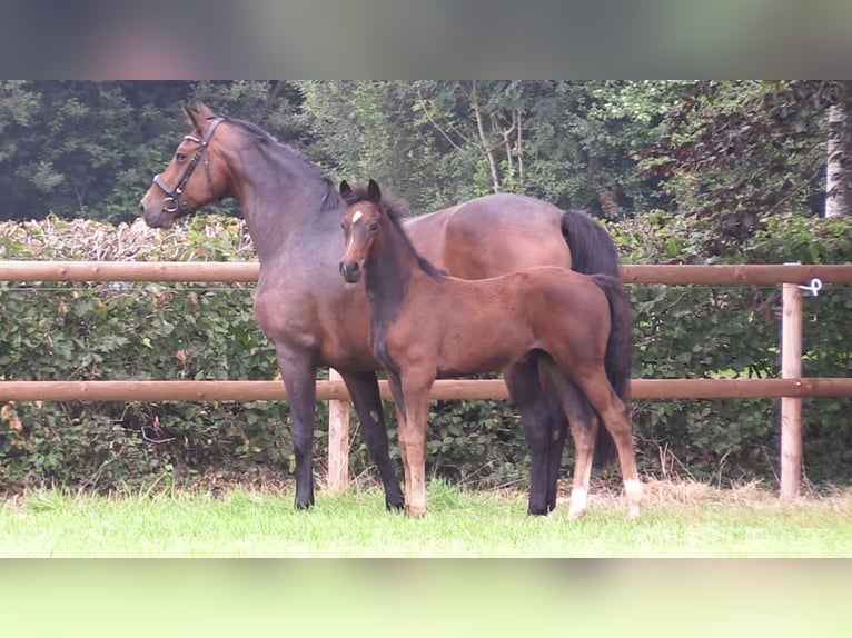 Oldenburg Mare Foal (06/2025) Bay-Dark in Cloppenburg
