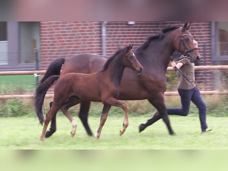 Oldenburg Mare Foal (06/2025) Bay-Dark in Cloppenburg