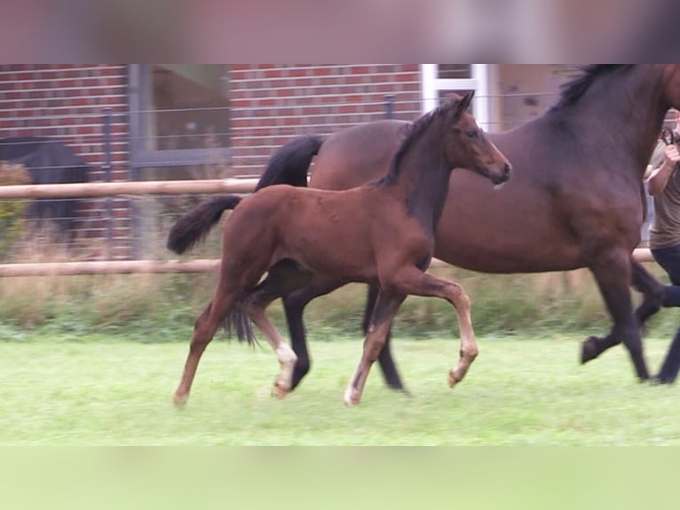Oldenburg Mare Foal (06/2025) Bay-Dark in Cloppenburg