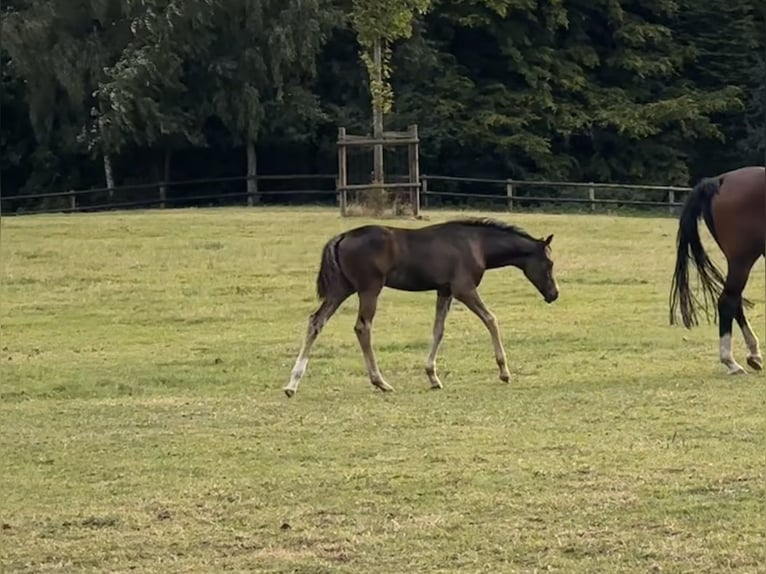 Oldenburg Mare Foal (06/2026) Bay-Dark in Elmenhorst