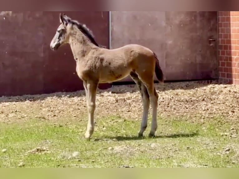 Oldenburg Mare Foal (04/2025) Bay-Dark in Höltinghausen