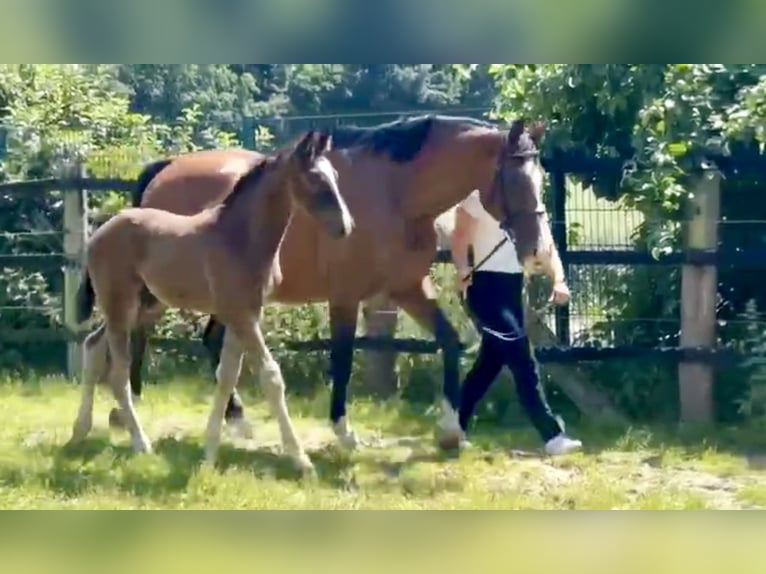 Oldenburg Mare Foal (04/2025) Bay-Dark in Höltinghausen