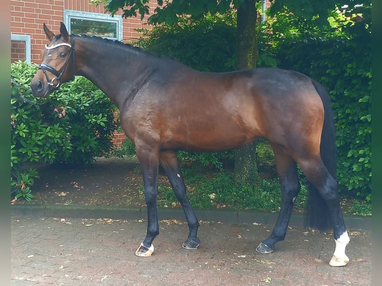 Oldenburg Mare Foal (01/2026) Bay-Dark in Sonthofen