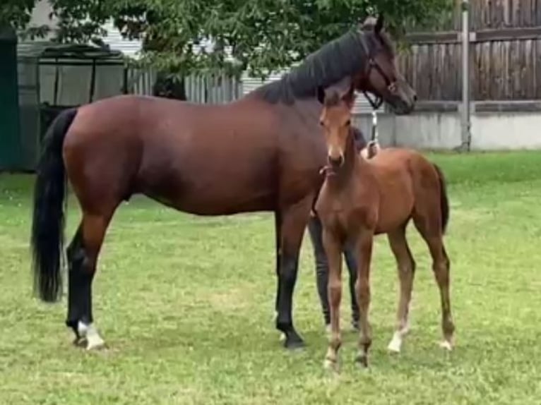 Oldenburg Mare Foal (05/2024) Bay-Dark in Lucka