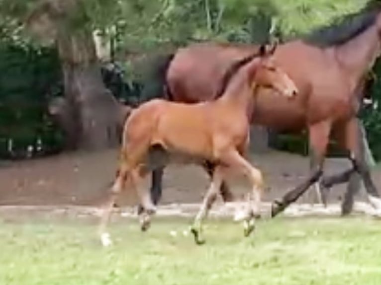 Oldenburg Mare Foal (05/2024) Bay-Dark in Lucka