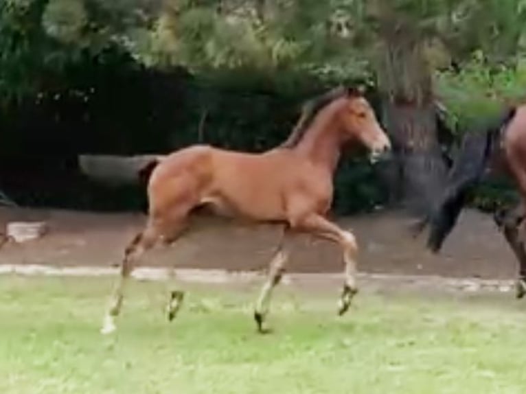 Oldenburg Mare Foal (05/2024) Bay-Dark in Lucka