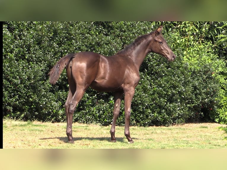 Oldenburg Mare Foal (03/2024) Bay-Dark in Vrees