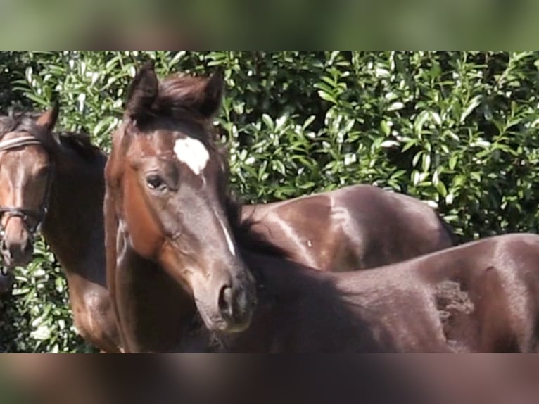 Oldenburg Mare Foal (03/2024) Bay-Dark in Vrees