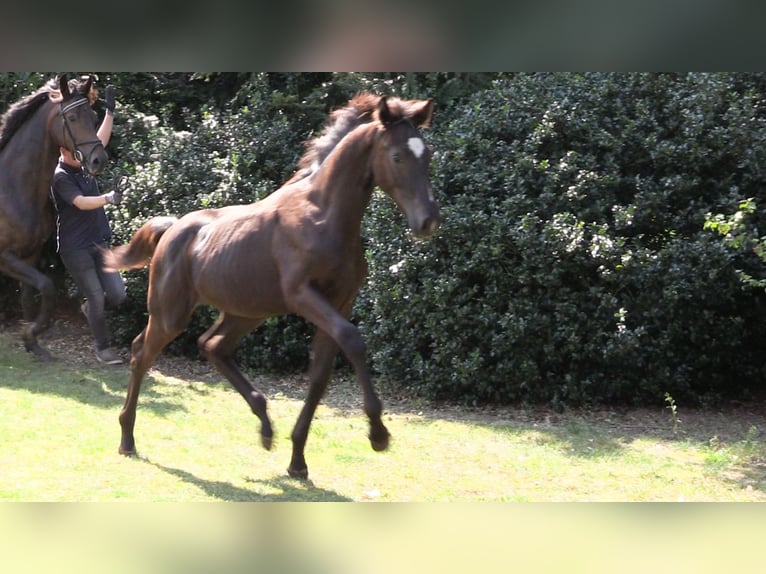 Oldenburg Mare Foal (03/2024) Bay-Dark in Vrees