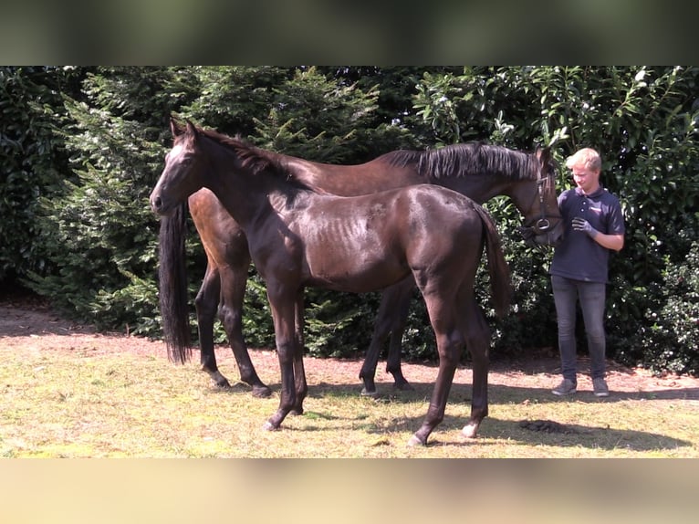 Oldenburg Mare Foal (03/2024) Bay-Dark in Vrees