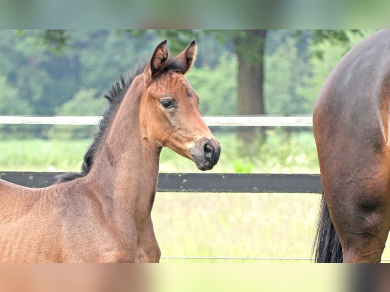 Oldenburg Mare Foal (04/2024) Bay-Dark in Werlte