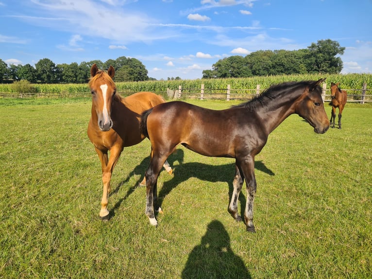 Oldenburg Mare Foal (04/2025) Bay-Dark in Cappeln (Oldenburg)