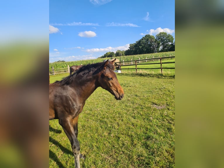 Oldenburg Mare Foal (04/2025) Bay-Dark in Cappeln (Oldenburg)