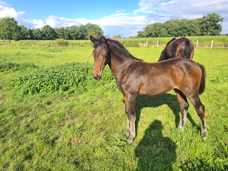 Oldenburg Mare Foal (04/2025) Bay-Dark in Cappeln (Oldenburg)