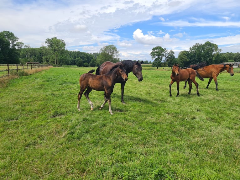 Oldenburg Mare Foal (04/2025) Bay-Dark in Cappeln (Oldenburg)