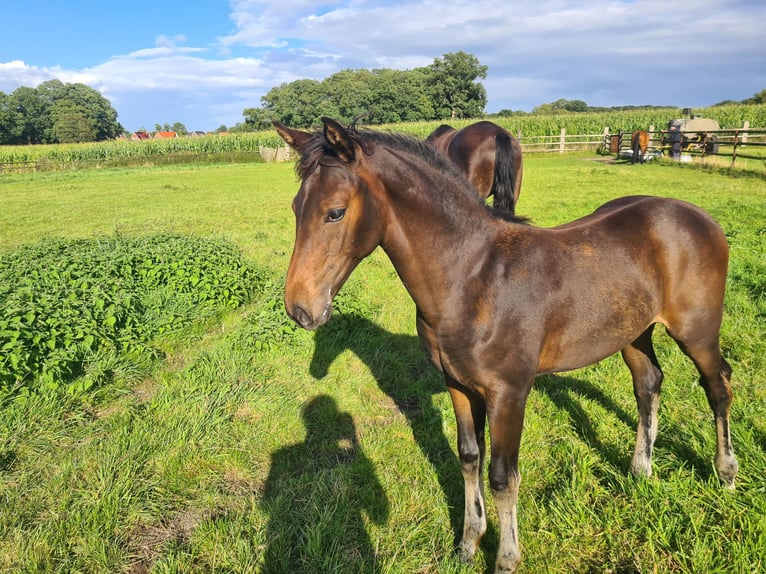 Oldenburg Mare Foal (04/2025) Bay-Dark in Cappeln (Oldenburg)