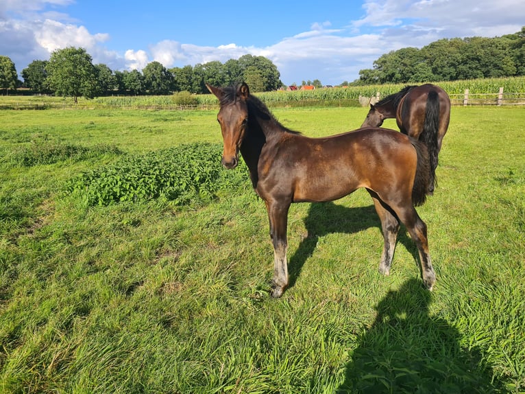Oldenburg Mare Foal (04/2025) Bay-Dark in Cappeln (Oldenburg)