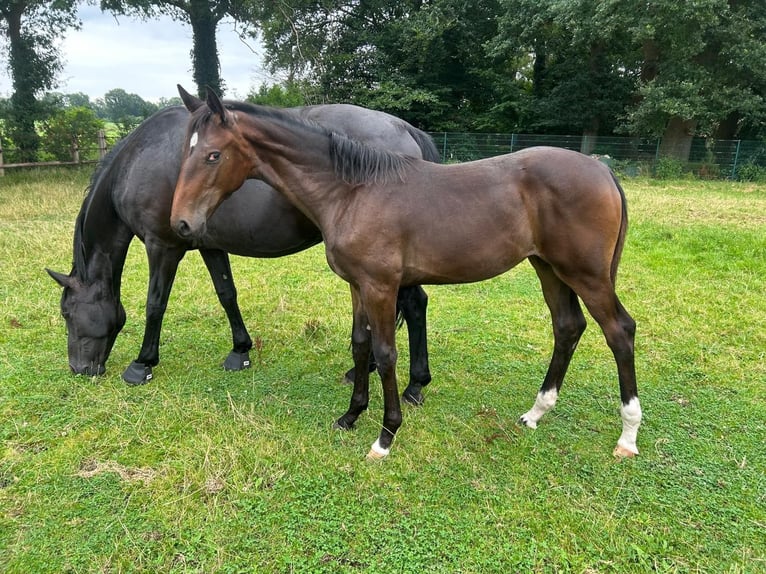 Oldenburg Mare Foal (02/2024) Bay-Dark in Dötlingen