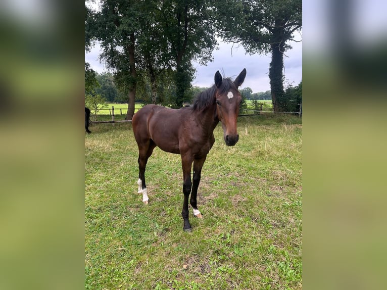 Oldenburg Mare Foal (02/2024) Bay-Dark in Dötlingen