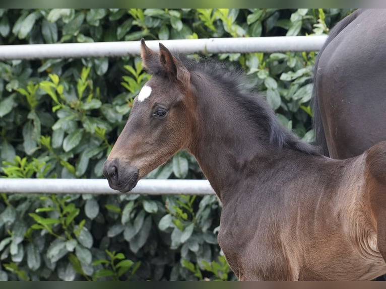 Oldenburg Mare Foal (03/2024) Bay-Dark in Essen (Oldenburg)