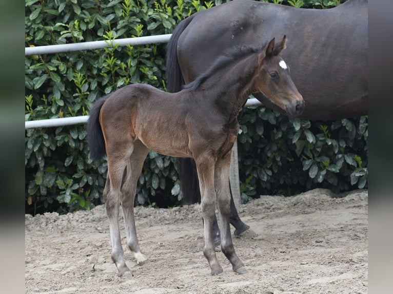 Oldenburg Mare Foal (03/2024) Bay-Dark in Essen (Oldenburg)