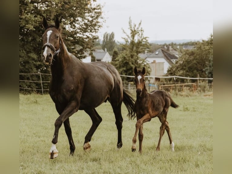 Oldenburg Mare Foal (06/2024) Bay-Dark in Beselich